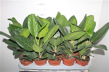 <h4>Ficus Beng Audrey</h4>