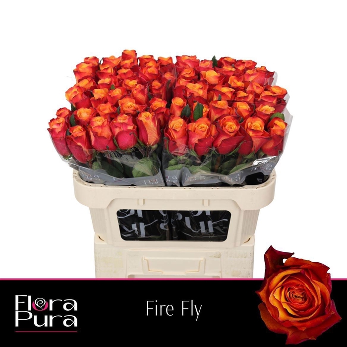 <h4>R GR FIRE FLY</h4>
