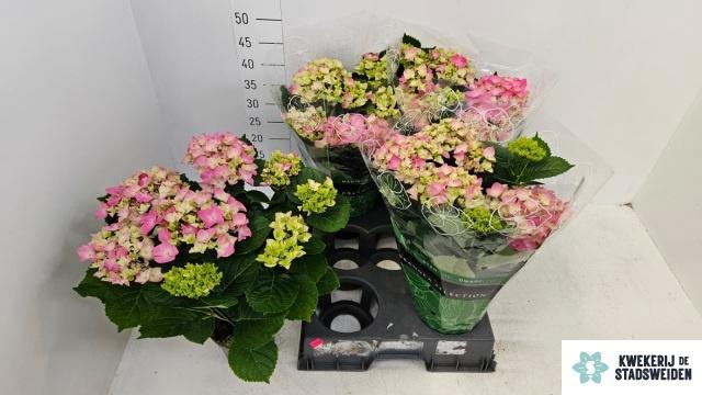 <h4>HYDR M EARLY ROSA</h4>