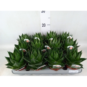 Aloe aristata 'Cosmo'