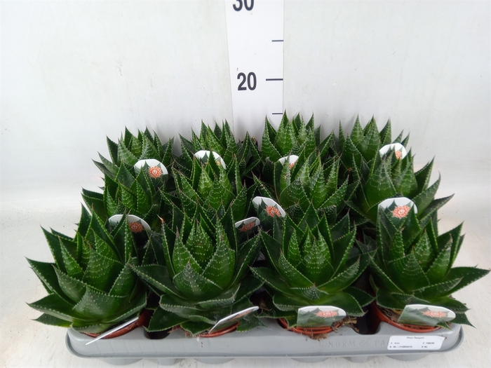 <h4>Aloe aristata 'Cosmo'</h4>