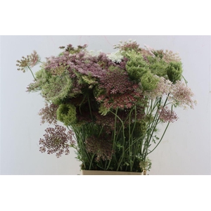 Daucus Carota Dara
