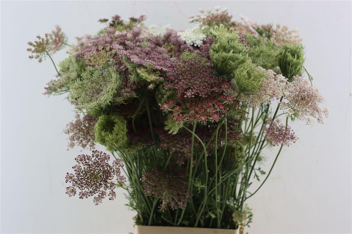 <h4>Daucus Carota Dara</h4>