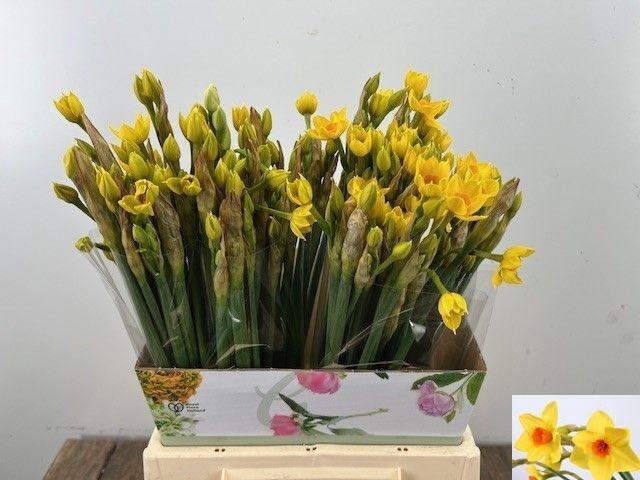 <h4>NARC TA SOLEIL D OR</h4>