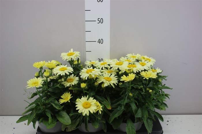 <h4>Leucanthemum Snow Lady</h4>