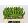 Ornithogalum thyrsoides White Star