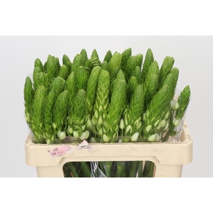 Ornithogalum thyrsoides 'White Star'