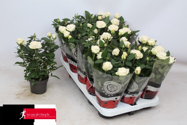 RO BELAMI KORDANA GR