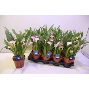Zant Dutch Pink