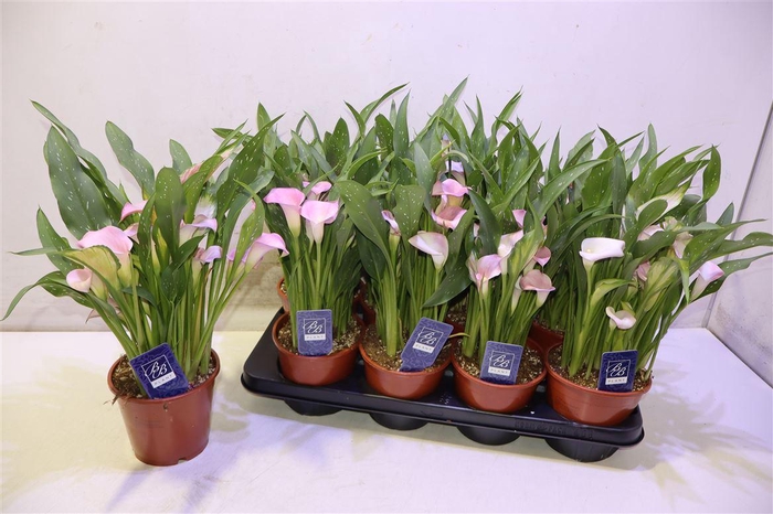 <h4>Zant Dutch Pink</h4>