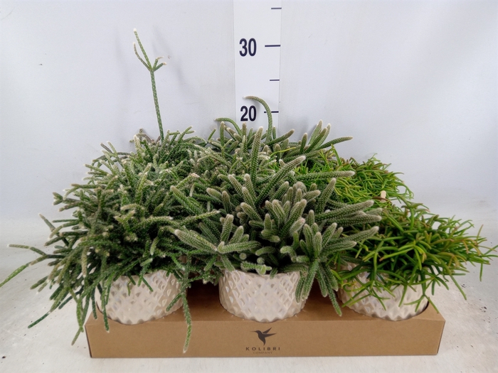 <h4>Rhipsalis   ...mix</h4>