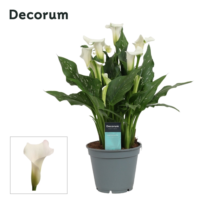 <h4>Zantedeschia Wit (Decorum)</h4>