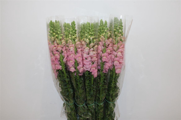 <h4>Antir Overig Pink</h4>