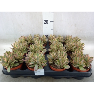 Crassula   ...