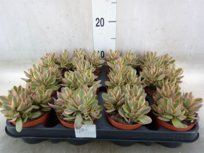 <h4>Crassula   ...</h4>