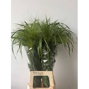 Panicum Fountain Kali Westland