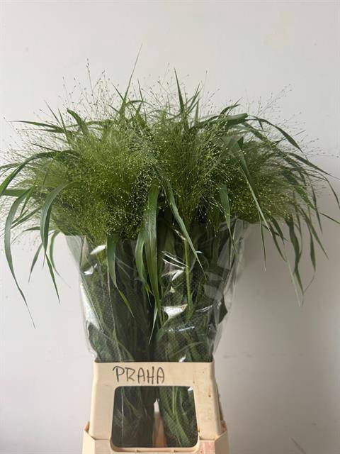 <h4>Panicum Fountain Kali Westland</h4>