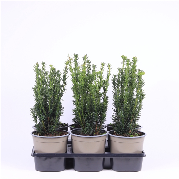 Taxus media 'Hillii'