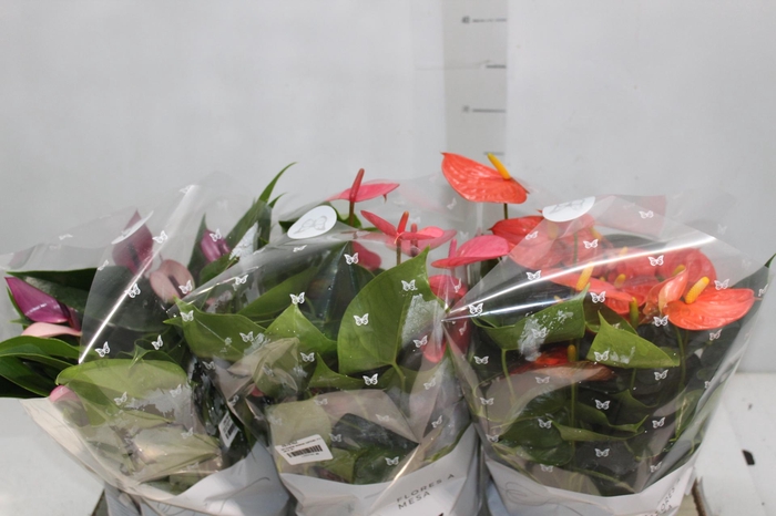 <h4>ANTHURIUM VARIADO ESPECIAL P17 BAIXO</h4>