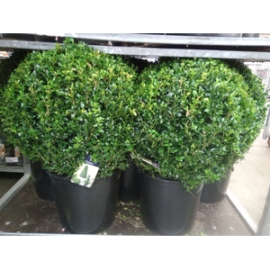 Buxus semp.   ...