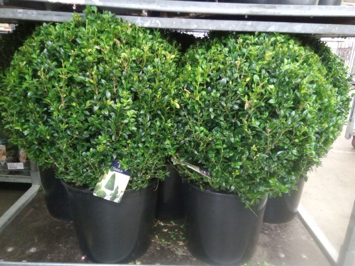 Buxus semp.   ...