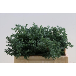 Chamaecyparis Pisifera Boulevard Bio