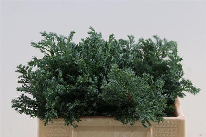 <h4>Chamaecyparis Pisifera Boulevard Bio</h4>