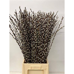 Salix Wilgenkatjes 100cm P Stem