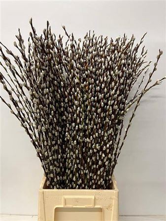 <h4>T Salix Wilgenkatjes 100cm</h4>