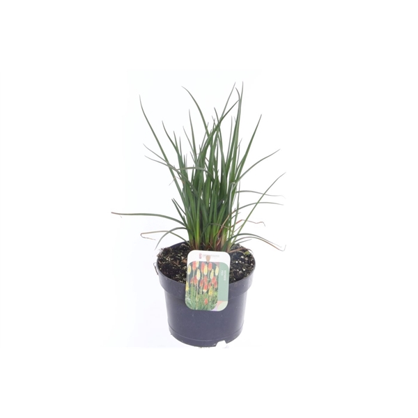 <h4>Kniphofia Poco Sunset</h4>