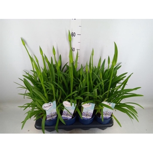 Agapanthus  'Amourette Superb'