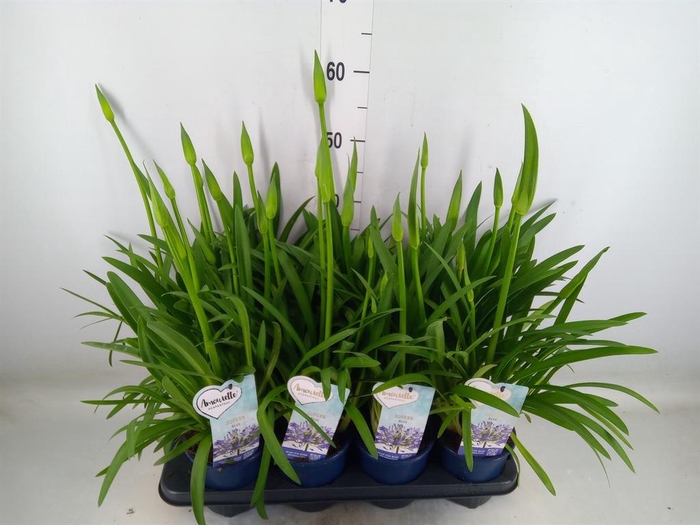 <h4>Agapanthus  'Amourette Superb'</h4>