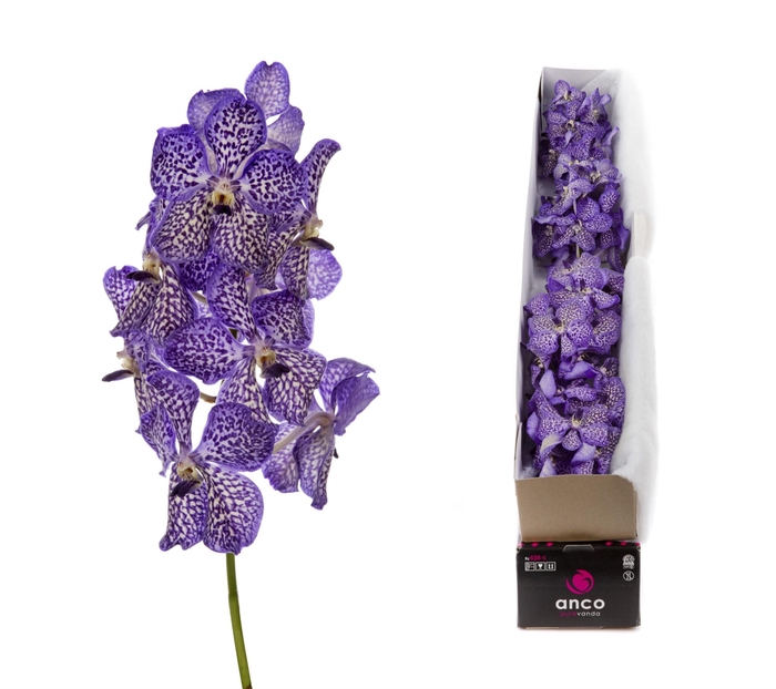 <h4>Vanda Violet Ink</h4>