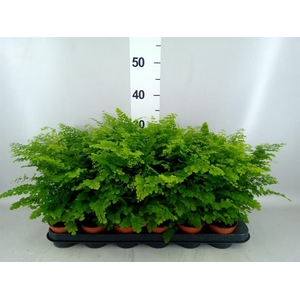 Adiantum raddi. 'Fritz-Luthi'
