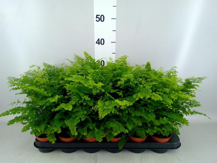 <h4>Adiantum raddi. 'Fritz-Luthi'</h4>