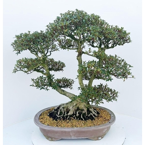 Rhododendron indicum 