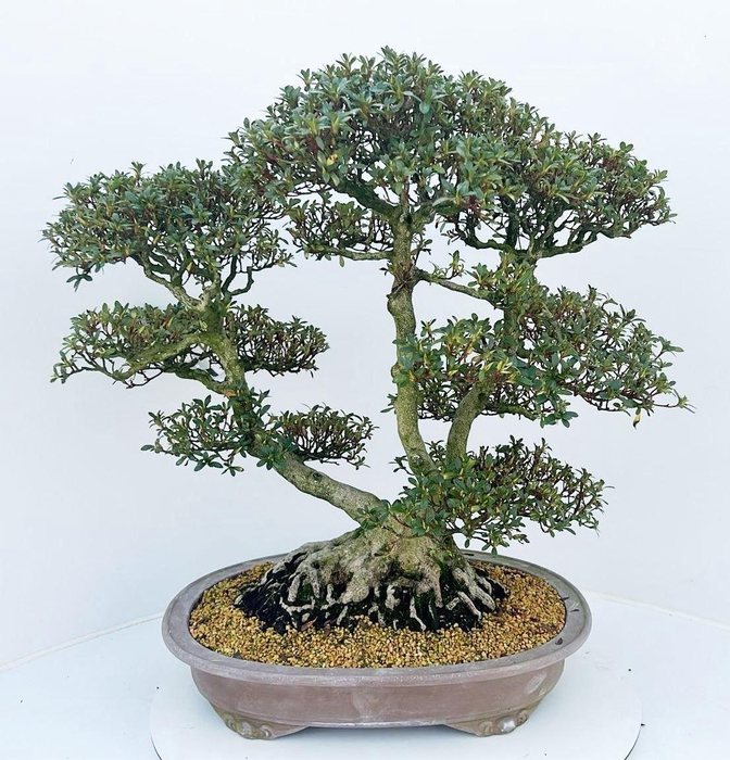 <h4>Rhododendron indicum "nikko", pot 46cm. Height 65cm. (single item)</h4>