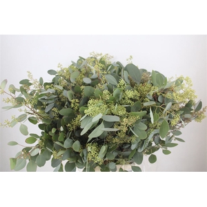 Euca Populus Berry 300gr P Bunch