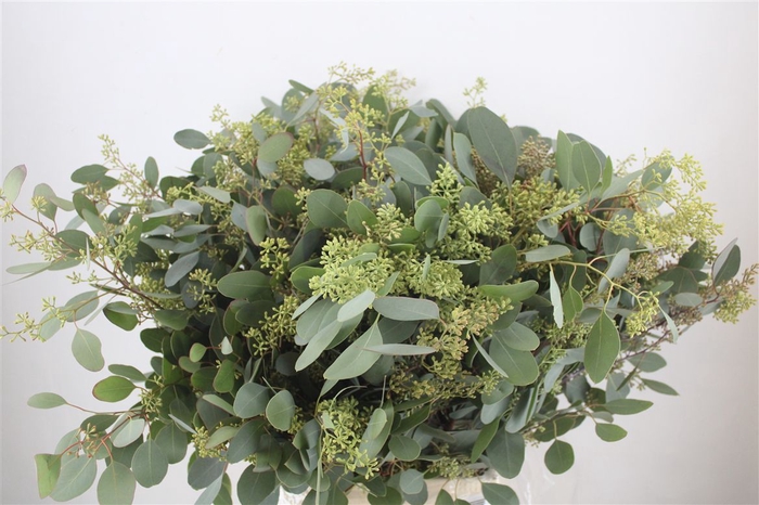 <h4>Euca Populus Berry 300gr P Bunch</h4>