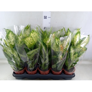 Dieffenbachia  'Compacta'