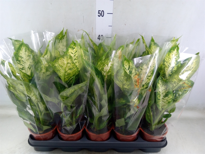 <h4>Dieffenbachia  'Compacta'</h4>