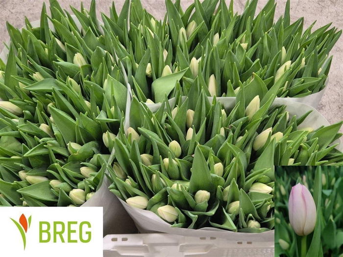 <h4>Tu En Dynasty</h4>