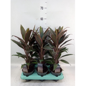 Cordyline fruti. 'Rumba'