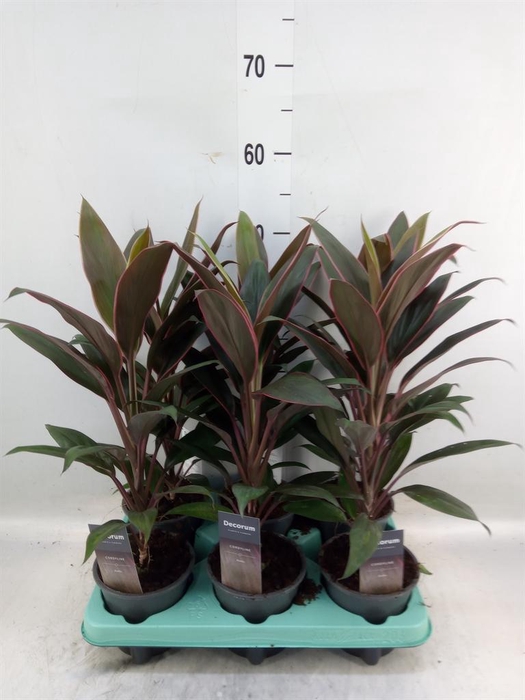 <h4>Cordyline fruti. 'Rumba'</h4>