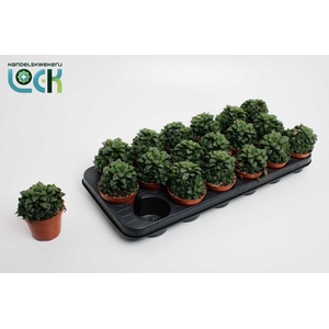 Haworthia Cymbiformis