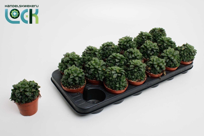 <h4>Haworthia Cymbiformis</h4>