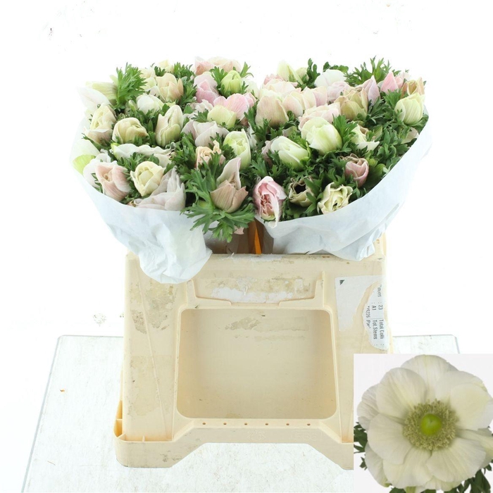 <h4>ANEM CO MIS + WHITE</h4>