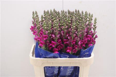 <h4>Antir Toulon Purple</h4>