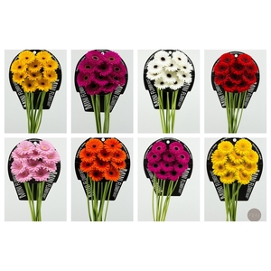 Germini Mix 8 kleuren  Flowerracket