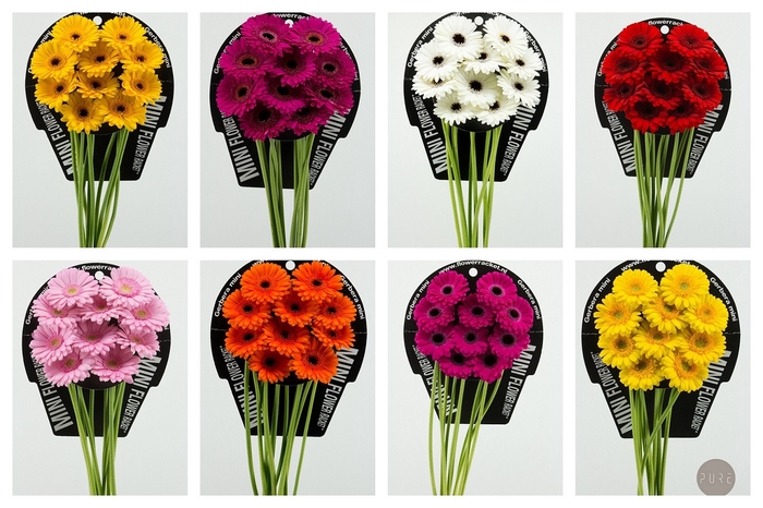 <h4>Germini Mix 8 kleuren  Flowerracket</h4>